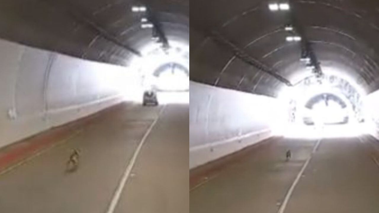 Perro abandonado en el túnel de La Línea