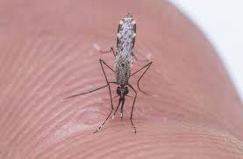 El mosquito Anofeles es el que transmite la malaria.