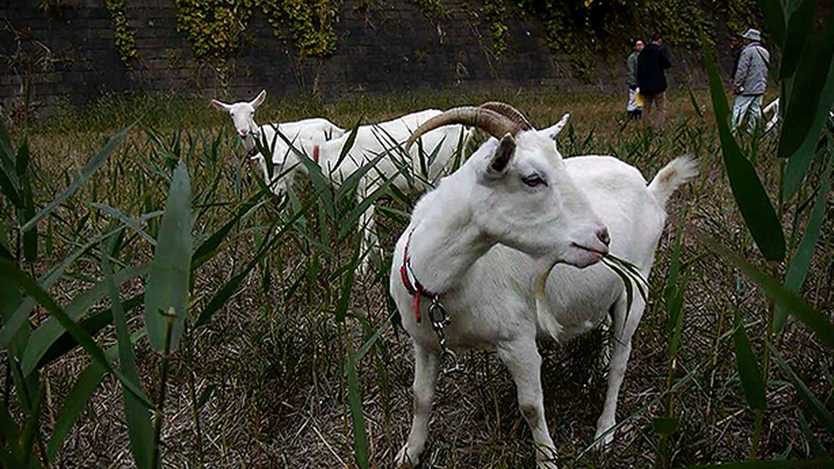 Quiso sacrificar una cabra durante ritual y terminó quitándole la vida a su ayudante 