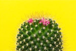Algunos cactus tienen llamativas flores.