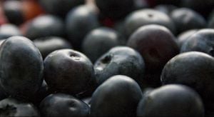 ARÁNDANOS: El poder antioxidante de estas pequeñas frutas es ya bastante conocido. El efecto que tienen en el cerebro podría retrasar los daños causados por enfermedades degenerativas como el Alzheimer y la demencia senil. 