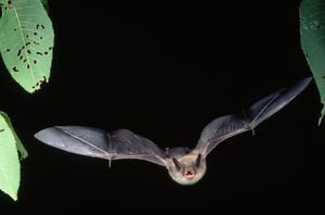 Encuentran murciélagos en Tailandia con un nuevo tipo de coronavirus