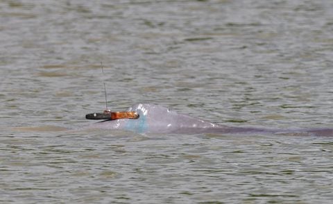 Seguimiento satelital de delfines de río