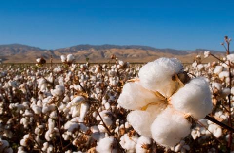 Plantación de algodón en Estados Unidos