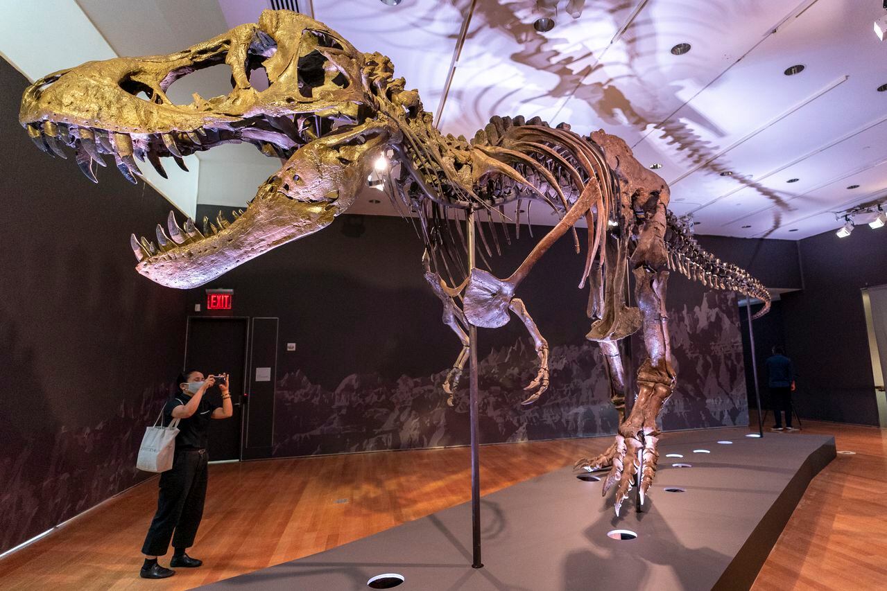 El T.rex que lleva el nombre del paleontólogo que encontró por primera vez los huesos de la cadera parcialmente desenterrados del esqueleto, se subastará el 6 de octubre de 2020 y estará a la vista del público del 16 de septiembre al 21 de octubre de 2020 para los peatones a través del piso a piso de Christie. - ventanas de la galería en el techo y un número limitado de visitas a la galería con cita previa. (Foto AP / Mary Altaffer)