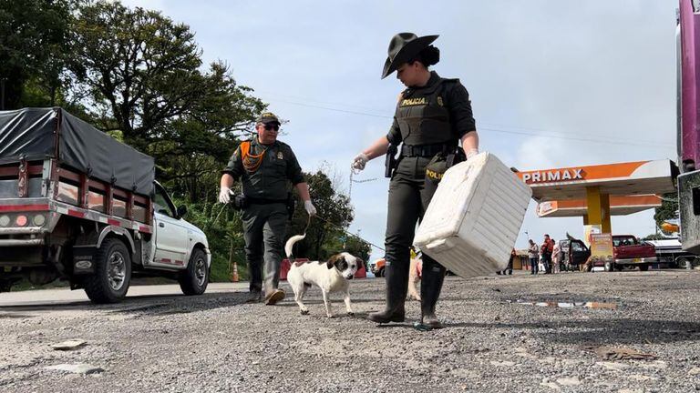 Adopción de perros en medio de la tragedia en Rosas, Cauca.