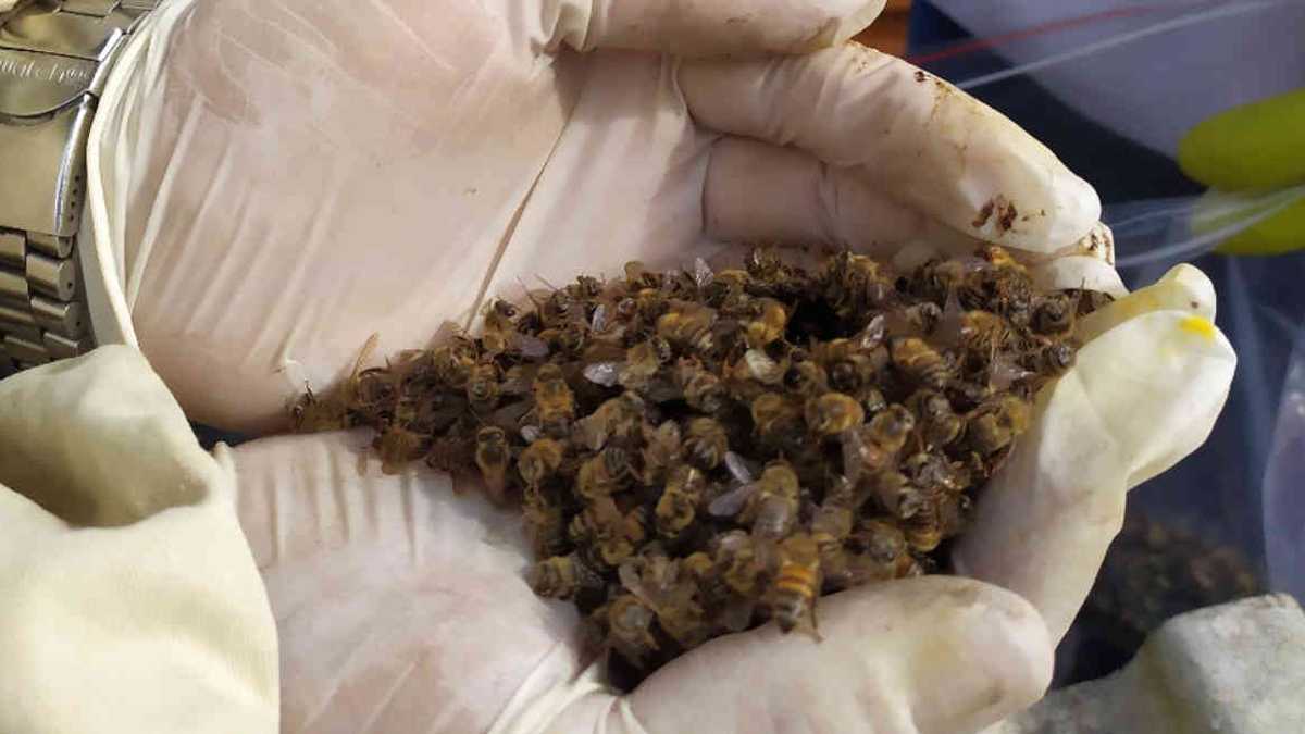El Quindío ha sido uno de los departamentos más afectado por la muerte de abejas. Foto: Faber Sabogal/Asoproabejas.