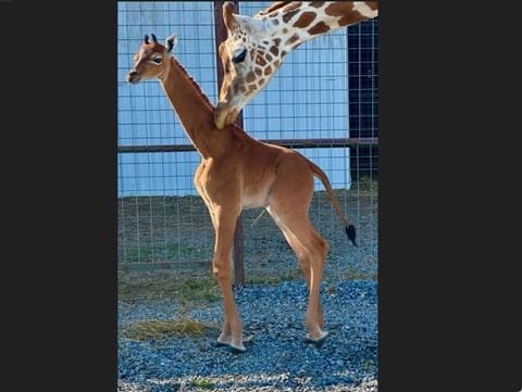 El zoológico Bright explicó que en las últimas horas han recibido mucha atención por diferentes expertos en jirafas a nivel internacional, en vista de que el último registro de una jirafa que nació sin manchas fue en 1972 y fue en Tokio, Japón.