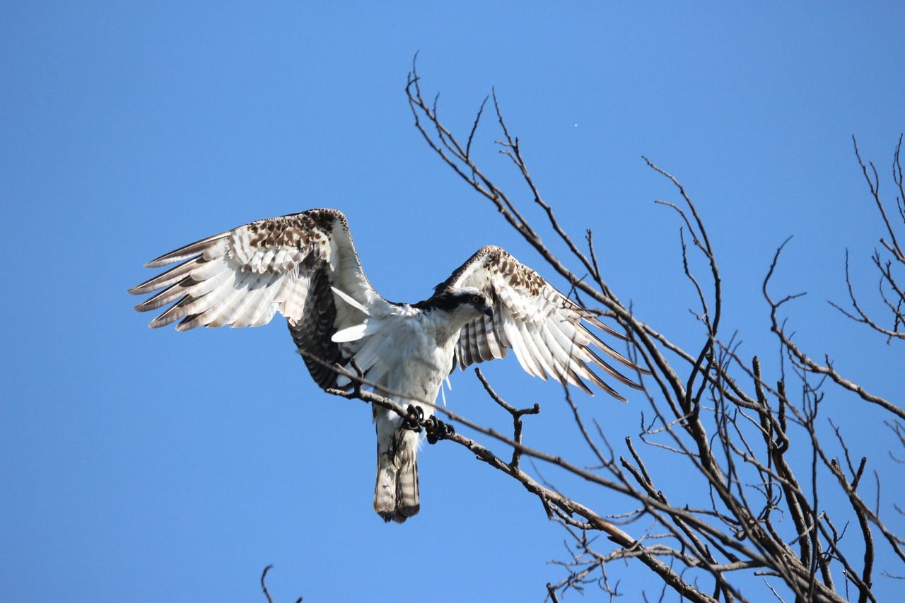 Pandion haliaetus- Águila pescadora-Foto John Moreno Vargas