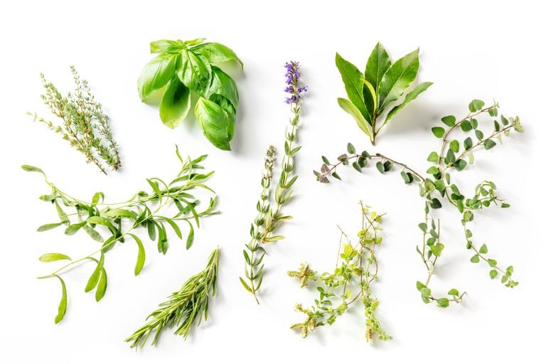 plantas medicinales - hierbas medicinales