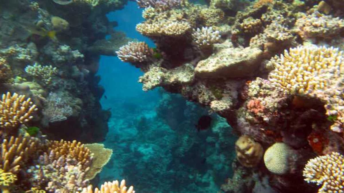 La Gran Barrera de Coral en Australia es el mayor arrecife de coral del mundo. Se estima que allí habitan al menos 1.500 especies marinas.