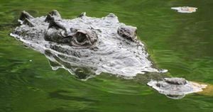 El caimán cazó al perro a las orillas de un estanque en Florida, Estados Unidos. Foto ilustración: Corpomag - Colombia hoy. 