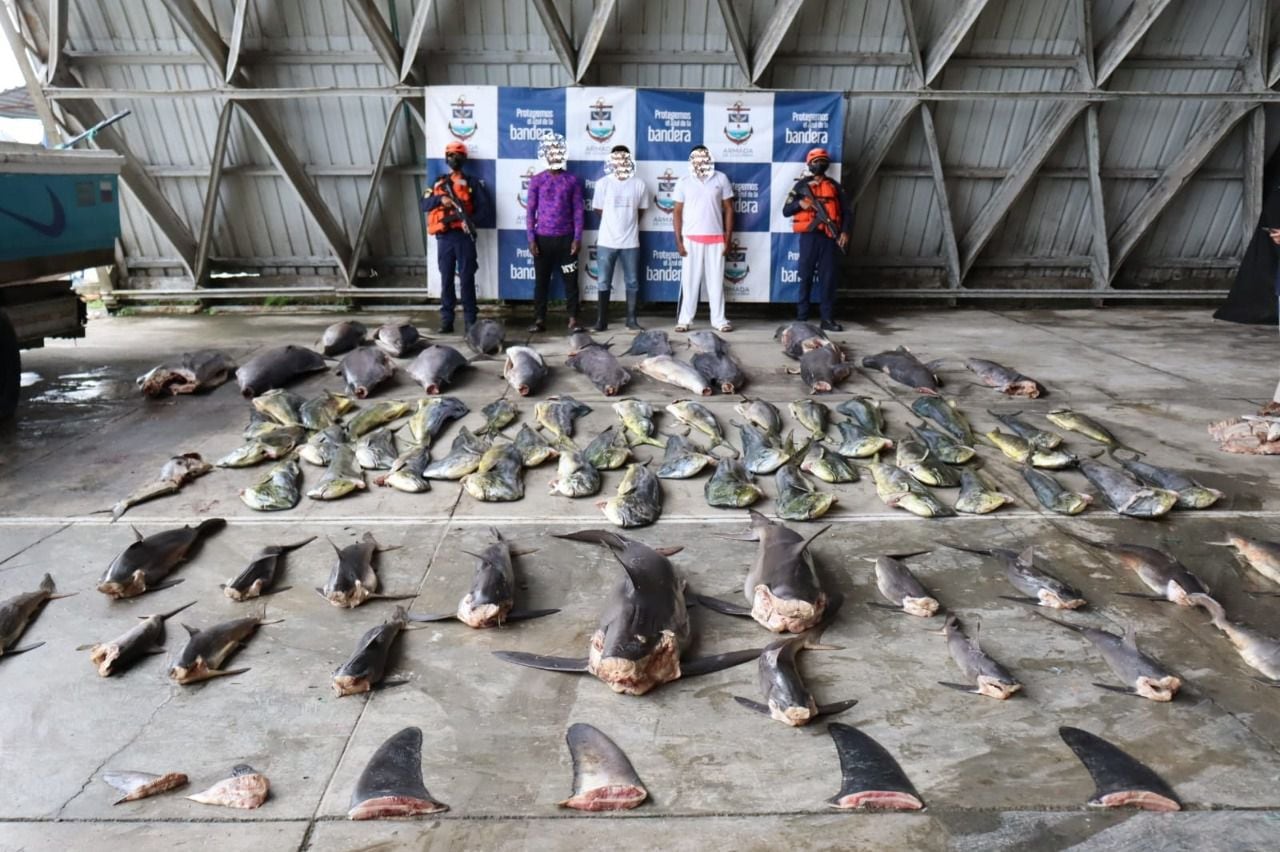 Tres personas fueron capturadas por cazar 23 tiburones en el Pacífico colombiano.