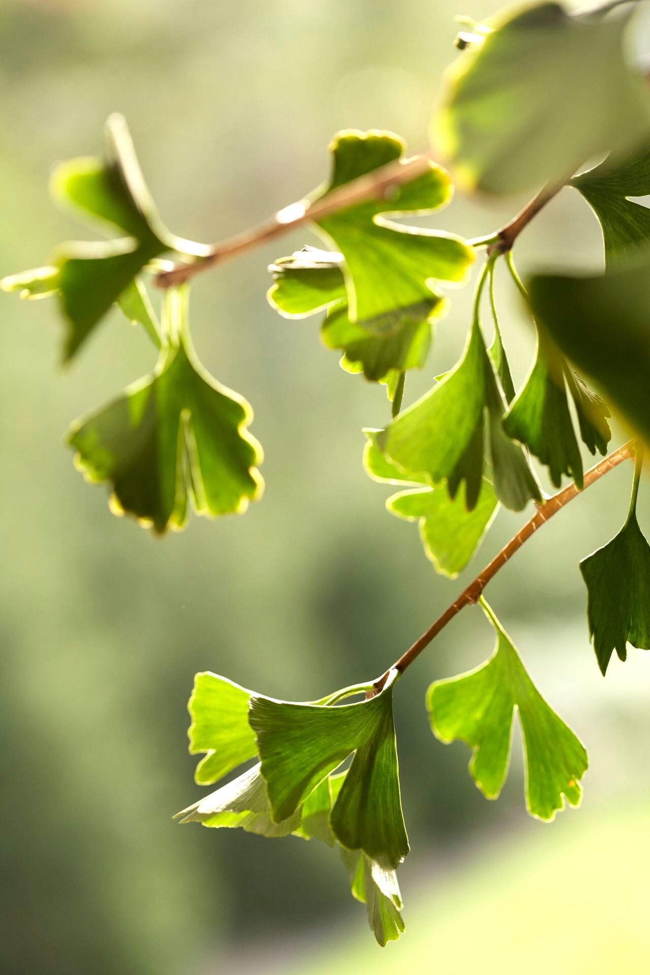 El ginkgo biloba es considerado como un árbol que rodea la buena fortuna.
