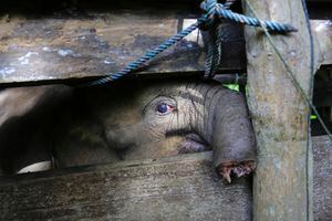 Una cría de elefante de Sumatra que perdió la mitad de su trompa, es tratada en un centro de conservación de elefantes en Saree, Aceh Besar, Indonesia, el lunes 15 de noviembre de 2021. (AP Photo/Munandar, File)