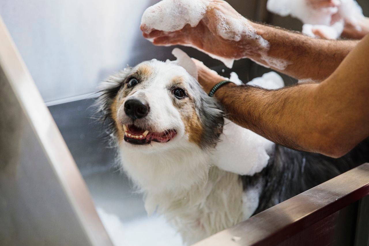 Bañar un perro