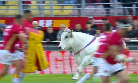 Pánico por entrada de un toro a campo de rugby en Francia