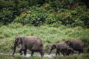 (FILES) This file photo taken on April 26, 2019 shows forest elephants at Langoue Bai in the Ivindo national park, near Makokou. - Decades of poaching and shrinking habitats have devastated elephant populations across Africa, conservationists said on March 25, 2021, warning one sub-species found in rainforests was a step away from extinction. In an update of its "Red List" of threatened species, the International Union for Conservation of Nature said the African forest elephant population had shrunk by more than 86 percent in three decades and it was now considered "critically endangered". (Photo by Amaury HAUCHARD / AFP)