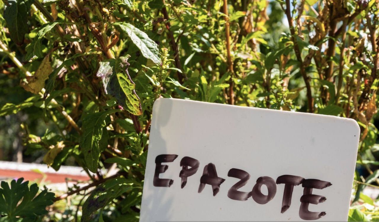 El epazote es una hierba mexicana que era muy utilizada por los indígenas