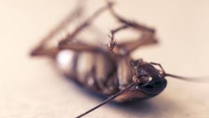 Según expertos las cucarachas pueden vivir mucho tiempo con poca comida y tolerar altas dosis de radiación.