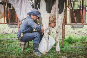 Paro Nacional en Colombia: convocan a lechetón para disminuir pérdidas por bloqueos