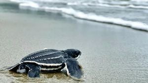 Las amenazas que presentan las cinco especies de tortugas marinas en Colombia son similares a las que se reportan en otros países: el cambio climático, la pérdida de hábitat, contaminación, consumo de su carne y huevos.
