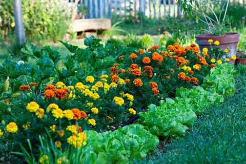 Las margaritas son una de las flores más elegidas para embellecer los jardines.