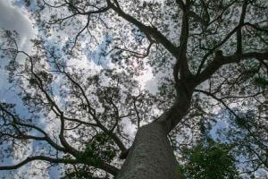 La ceiba es el árbol representativo de regiones donde el bosque seco tropical es el bioma más extenso. Por ejemplo, el Huila. Foto: Andrés Estefan/PNUD