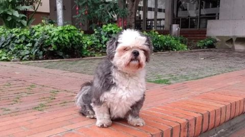 Coco, el perro de 10 años de edad robado en Bogotá.