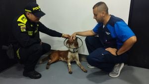 El perro a quien le pusieron como nombre 'Firulais', fue atendido en el Centro de Bienestar Animal.