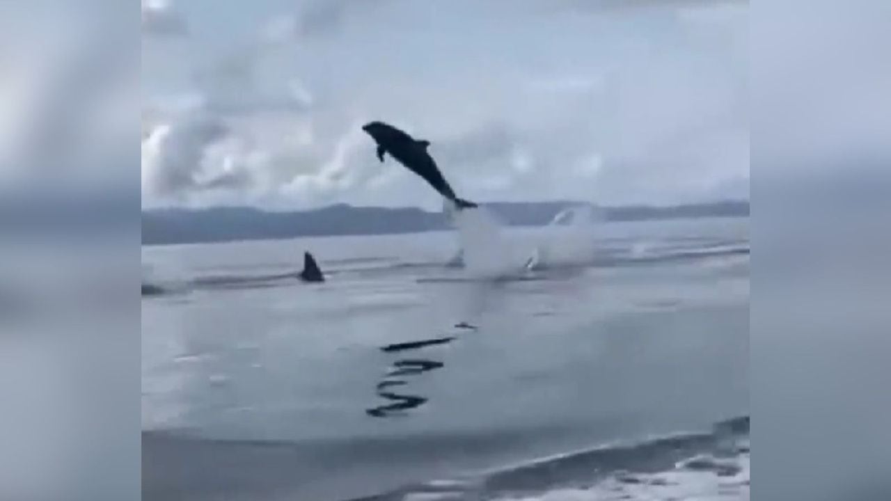 Los delfines dieron saltos de varios metros.
