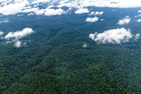 Selva amazónica en Brasil.