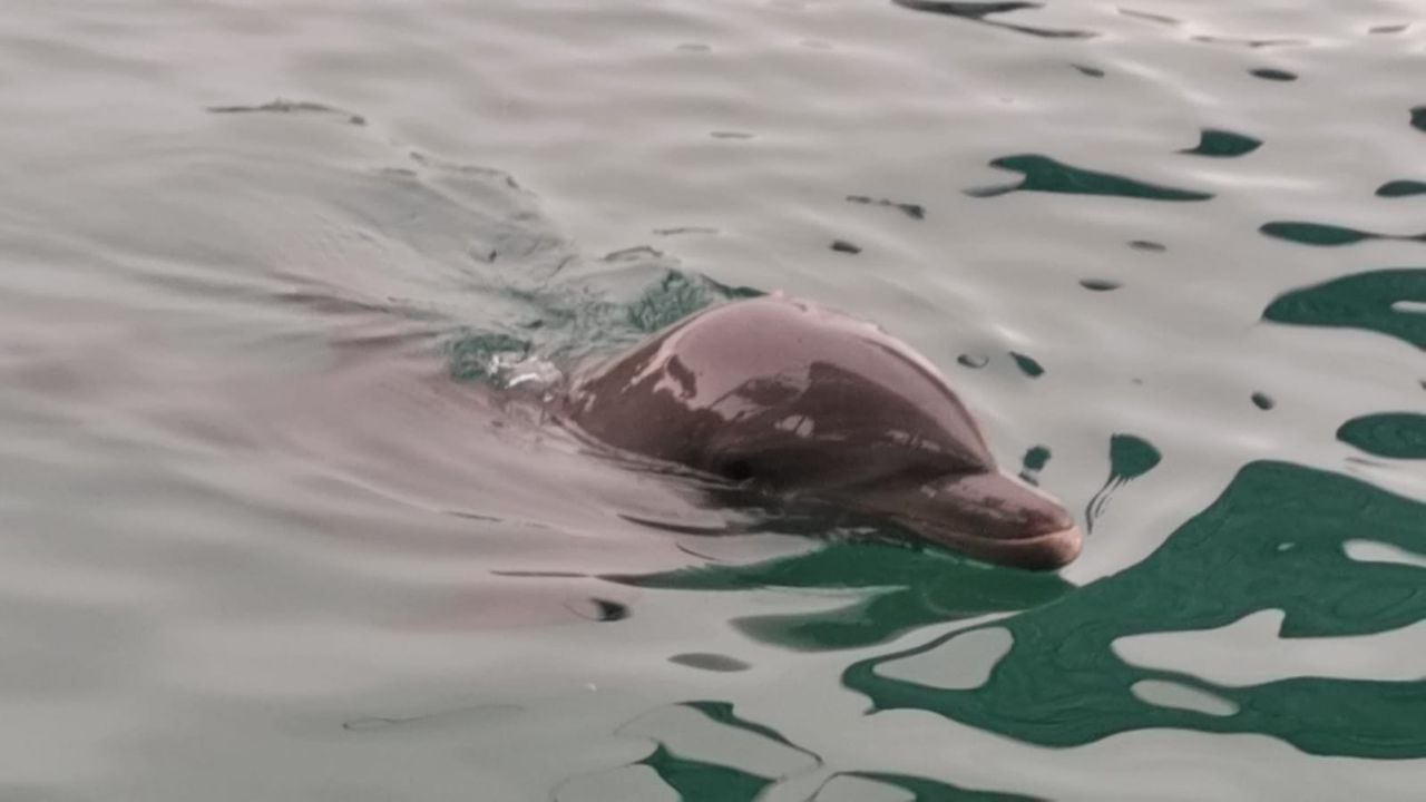 Delfín del acuario de El Rodadero
