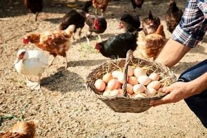 Foto de referencia sobre gallinas y huevos