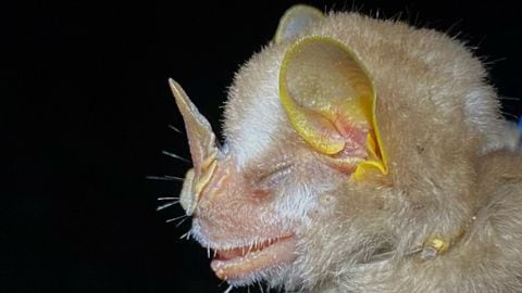 Cali: esta es la especie de murciélago que investigadores registraron en Pance.