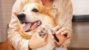 Cortar las uñas de su perro ayudará a que no tenga problemas de movilidad.