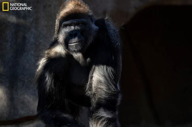 Frank, a 12-year-old gorilla at the San Diego Zoo Safari Park, is pictured after recovering from the coronavirus. After his troop of eight western lowland gorillas got sick in January, zoo staff received experimental COVID-19 vaccines from veterinary pharmaceutical company Zoetis to give to other great apes in their care, including bonobos and orangutans.
