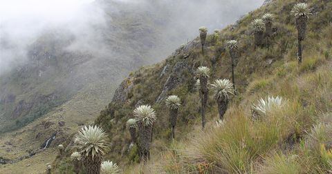 Páramo de Santurbán