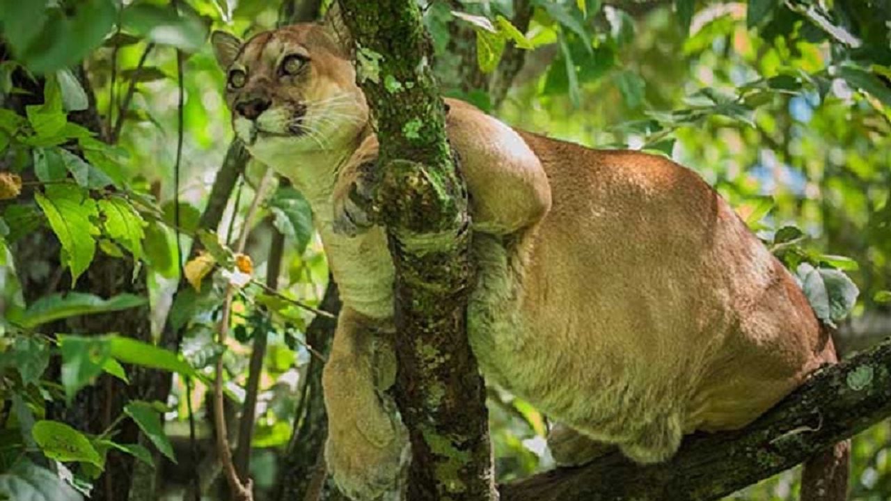Actualización de la lista roja de mamíferos en Colombia