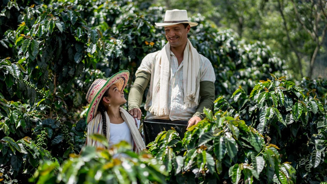 Así se cultiva café de manera sostenible en Colombia