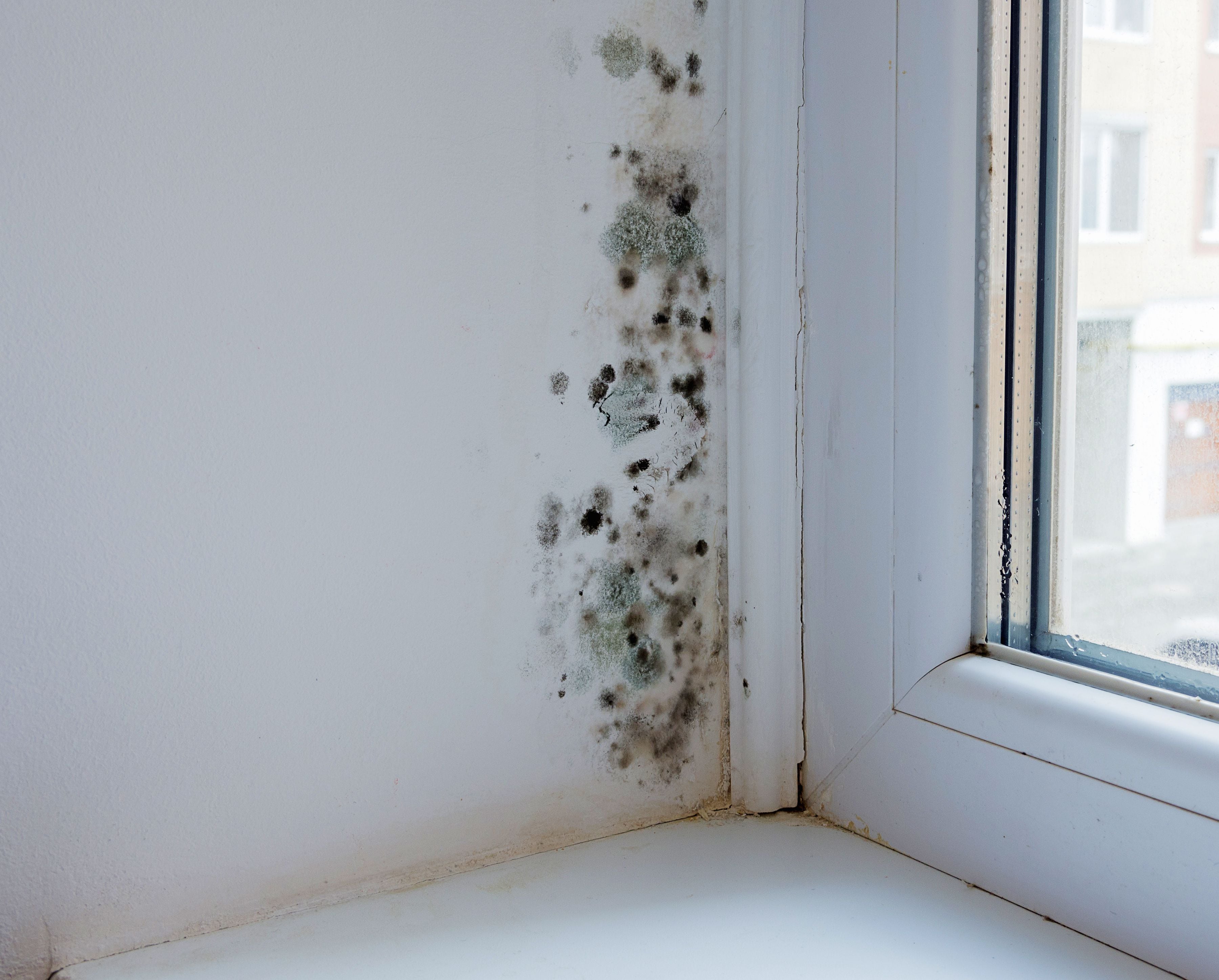 Cómo quitar la humedad de la pared: elimina fácil el problema para