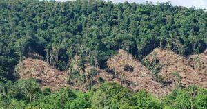 El año pasado Colombia perdió 219.973 hectáreas de bosques y selvas por causa de la deforestación. Foto: Mongabay
