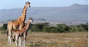 En los últimos 30 años, esta especie de mamíferos se ha extinguido en siete países africanos. Foto: Pixabay