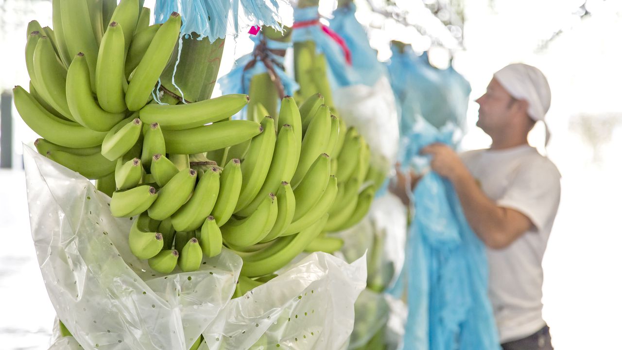 El banano es el tercer producto de exportación agrícola en Colombia