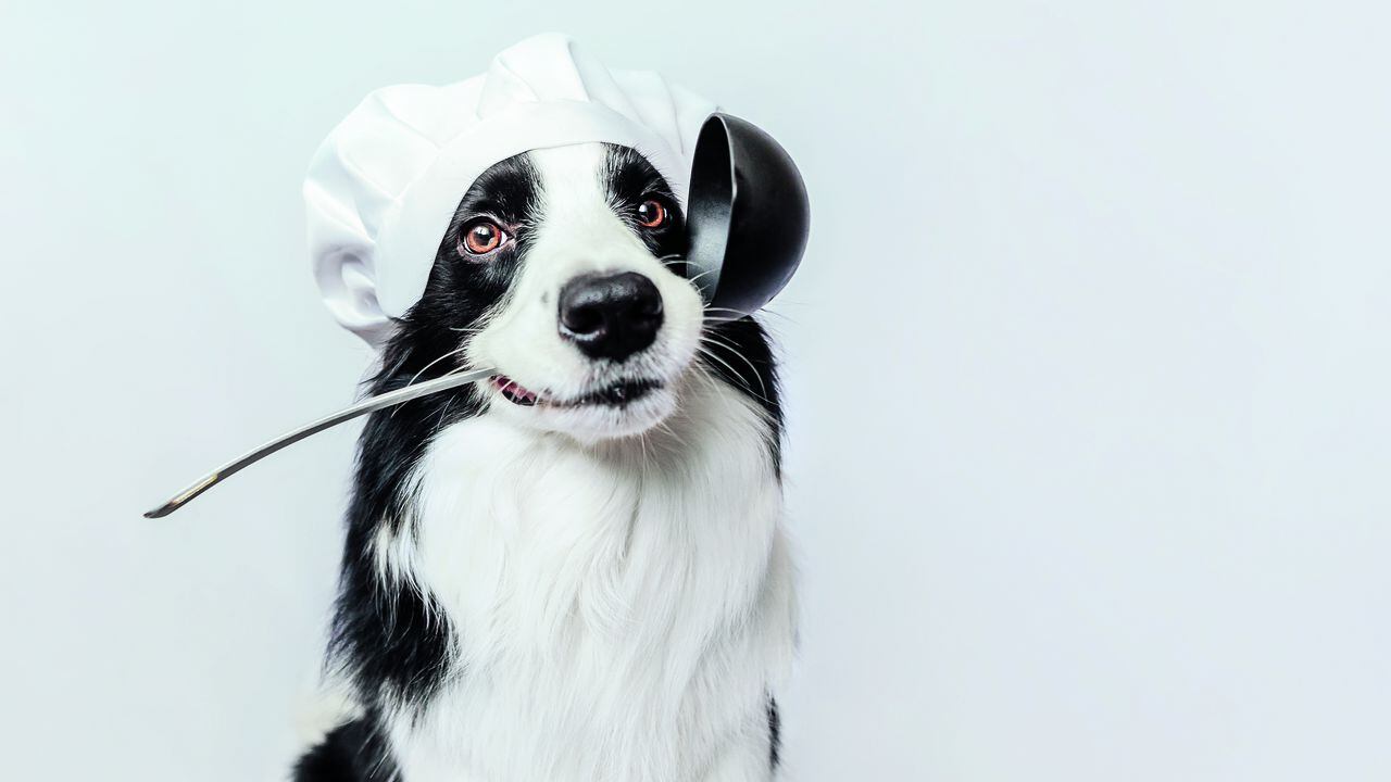 Funny puppy dog border collie in chef cooking hat holding kitchen spoon ladle in mouth isolated on white background. Chef dog cooking dinner. Homemade food restaurant menu concept. Cooking process