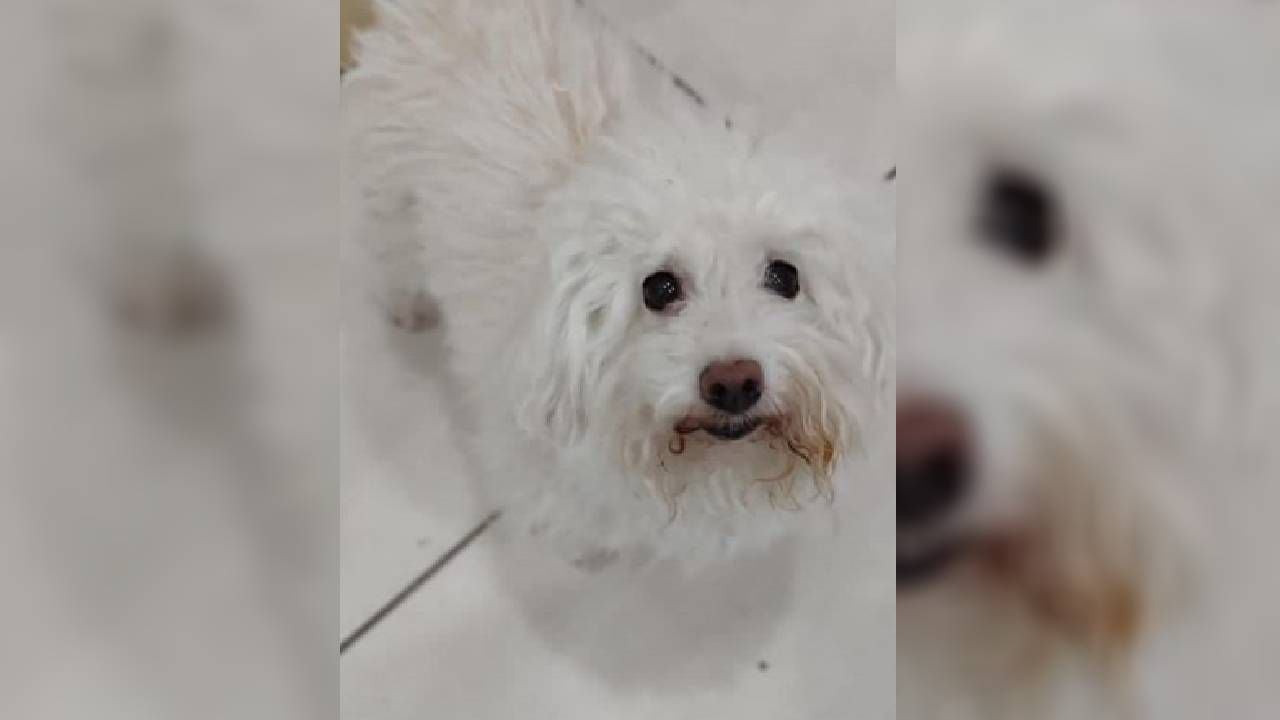 La canina había sido rescatada un 24 de diciembre y actualmente tiene 13 años.