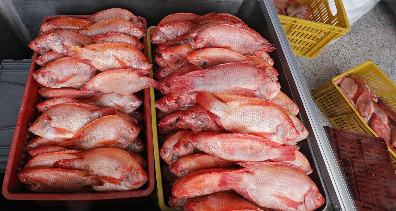 Central de Abastos de Bogotá CORABASTOS
venta de pescado de buena calidad en Semana Santa
canasta familiar alimentos