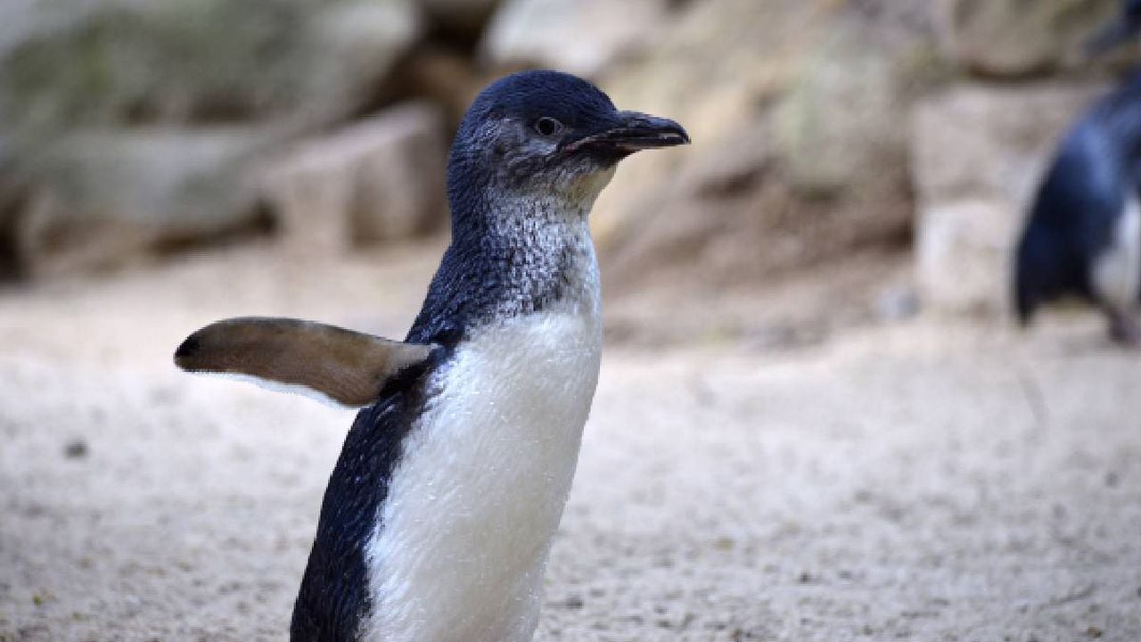 Horror en Nueva Zelanda por ola de pingüinos hallados muertos