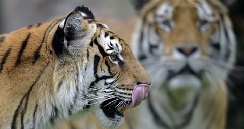 Tigers are seen at Bioparque Wakata in Jaime Duque park, in Briceno municipality near Bogota, Colombia, on July 30, 2020. - The park closed due to the novel coronavirus pandemic, creating virtual programs to receive donations from the public to meet some economic demands and ensure the livelihood of the animals, launching a call to the government to be able to reopen the sector with the necessary security protocols. Colombia is one of the most biodiverse countries in the world. (Photo by Raul ARBOLEDA / AFP)