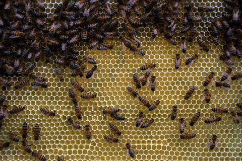 Alrededor de 30.000 abejas mieleras pueden vivir en una sola colmena.